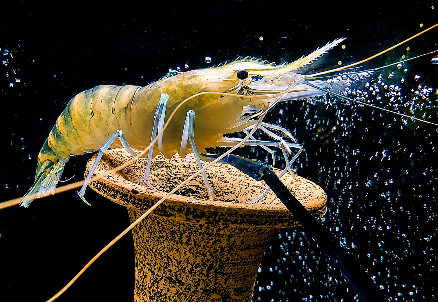 Shrimp Feed